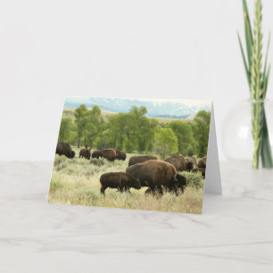 Wyoming Bison Nature Animal Fotografy Karte