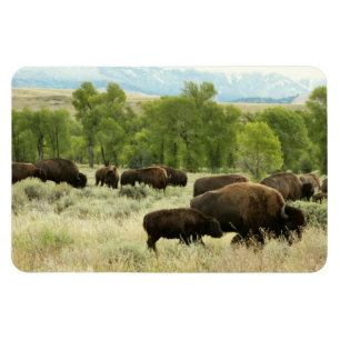 Wyoming Bison Nature Animal Fotografy Magnet