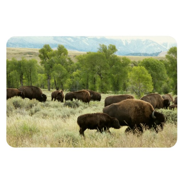 Wyoming Bison Nature Animal Fotografy Magnet (Horizontal)