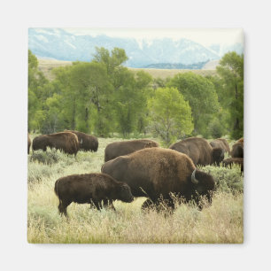Wyoming Bison Nature Animal Fotografy Magnet