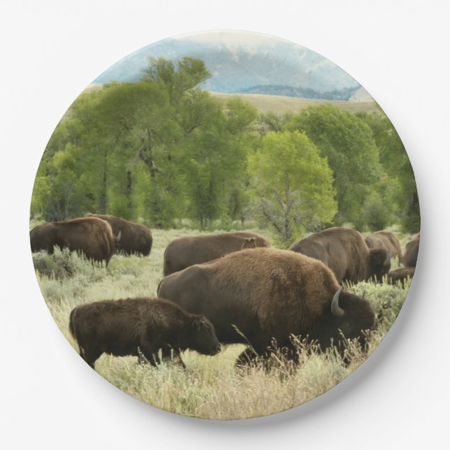 Wyoming Bison Nature Animal Fotografy Pappteller (Vorderseite)