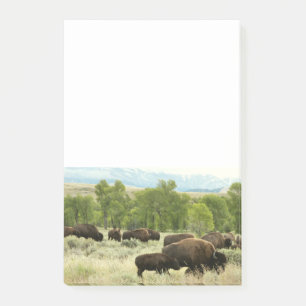 Wyoming Bison Nature Animal Fotografy Post-it Klebezettel