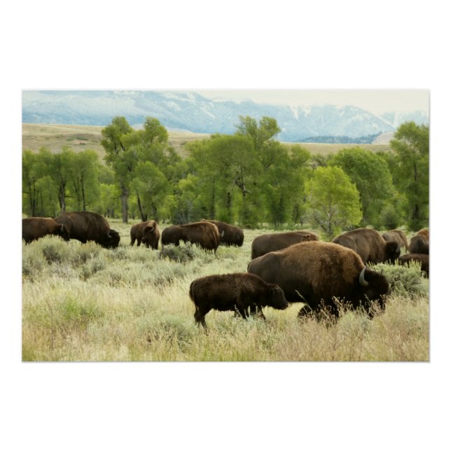 Wyoming Bison Nature Animal Fotografy Poster (Vorderseite)