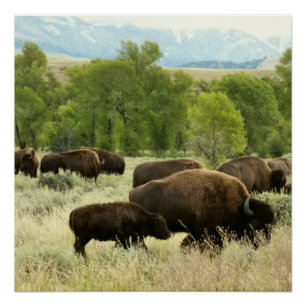 Wyoming Bison Nature Animal Fotografy Poster
