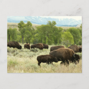 Wyoming Bison Nature Animal Fotografy Postkarte