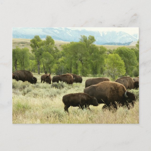 Wyoming Bison Nature Animal Fotografy Postkarte (Vorderseite)
