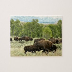 Wyoming Bison Nature Animal Fotografy Puzzle