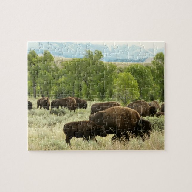 Wyoming Bison Nature Animal Fotografy Puzzle (Horizontal)