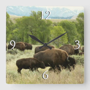 Wyoming Bison Nature Animal Fotografy Quadratische Wanduhr