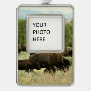Wyoming Bison Nature Animal Fotografy Rahmen-Ornament Silber