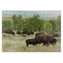 Wyoming Bison Nature Animal Fotografy