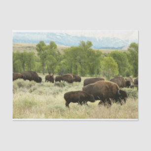Wyoming Bison Nature Animal Fotografy Seidenpapier
