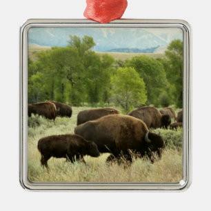 Wyoming Bison Nature Animal Fotografy Silbernes Ornament