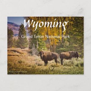 Wyoming Buffalo Postcard Postkarte