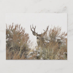 Wyoming Deer Postkarte