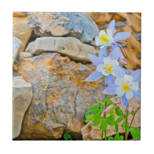 Wyoming, Grand Teton Nationalpark 1 Fliese