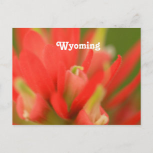 Wyoming Indian Paintbrush Postkarte