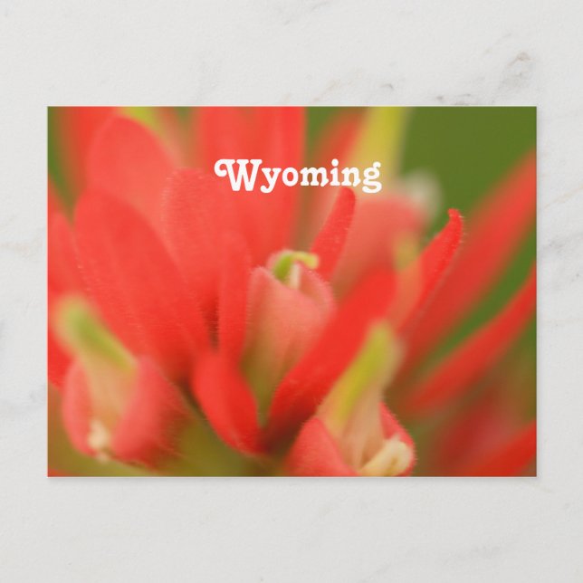 Wyoming Indian Paintbrush Postkarte (Vorderseite)