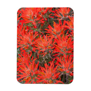 Wyoming, Lincoln County, Desert Paintbrush Magnet