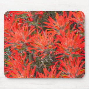 Wyoming, Lincoln County, Desert Paintbrush Mousepad
