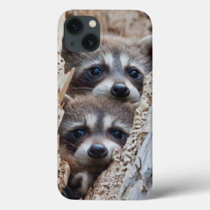 Wyoming, Lincoln County, Waschbär Case-Mate iPhone Hülle