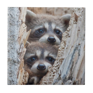 Wyoming, Lincoln County, Waschbär Fliese
