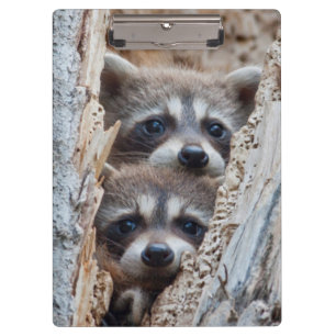 Wyoming, Lincoln County, Waschbär Klemmbrett