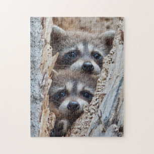 Wyoming, Lincoln County, Waschbär Puzzle