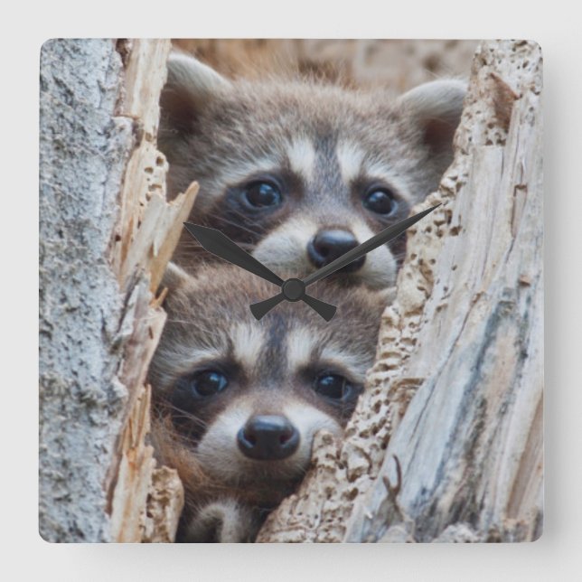 Wyoming, Lincoln County, Waschbär Quadratische Wanduhr (Vorderseite)