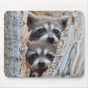 Wyoming, Lincoln Landkreis, Raccoon Mousepad
