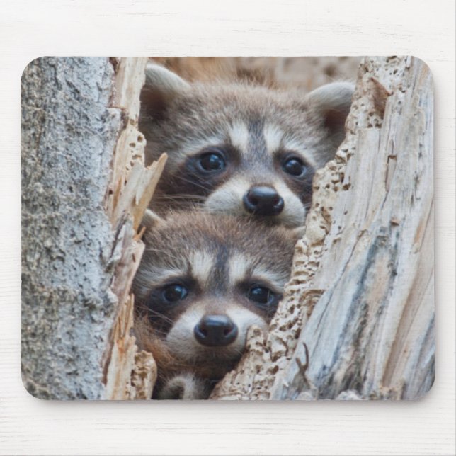Wyoming, Lincoln Landkreis, Raccoon Mousepad (Vorne)
