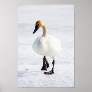 Wyoming, National Elk Refugium, Trumpeter Swan 1 Poster