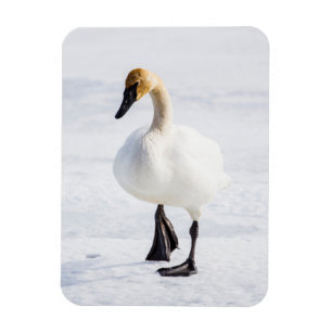 Wyoming, National Elk Refugium, Trumpeter Swan Magnet