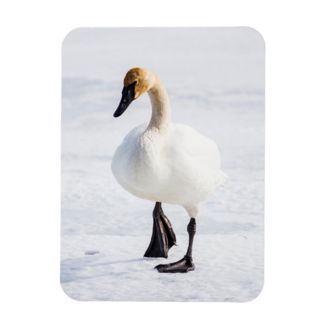 Wyoming, National Elk Refugium, Trumpeter Swan Magnet (Vertikal)