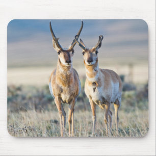 Wyoming, Sublette County, Gabelböcke Mousepad