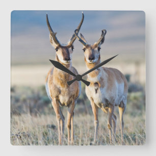 Wyoming, Sublette County, Gabelböcke Quadratische Wanduhr