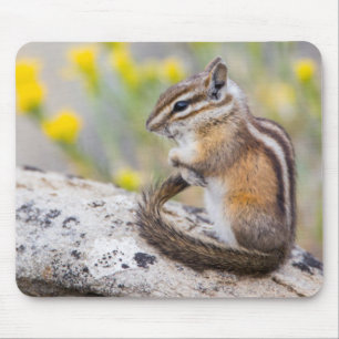 Wyoming, Sublette County, Least Chipmunk Mousepad
