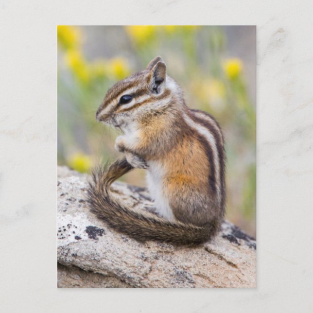 Wyoming, Sublette County, Least Chipmunk Postkarte (Vorderseite)