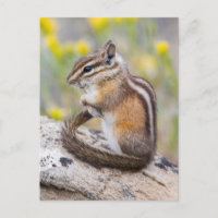 Wyoming, Sublette County, Least Chipmunk
