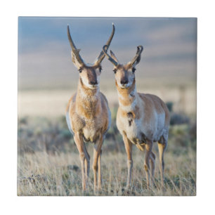 Wyoming, Sublette County, Pronghorn Bucks Fliese