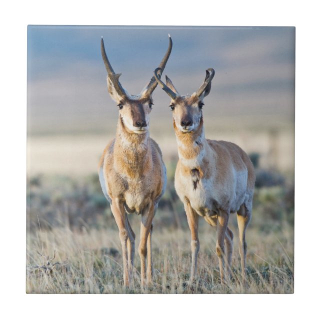 Wyoming, Sublette County, Pronghorn Bucks Fliese (Vorderseite)