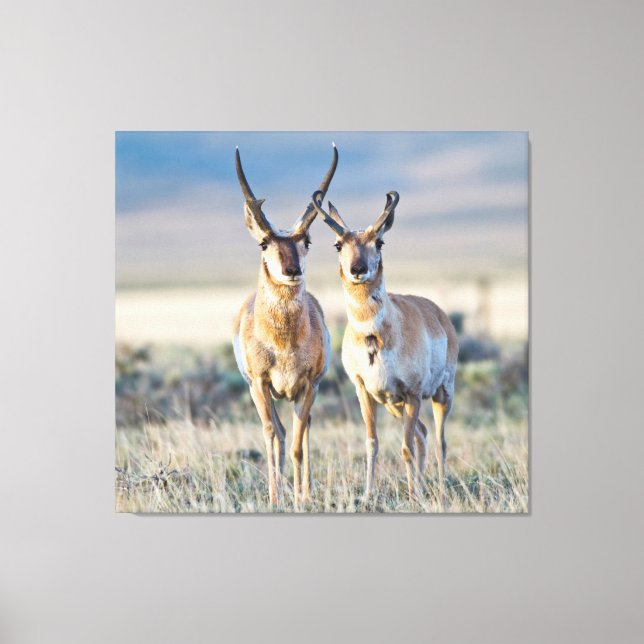 Wyoming, Sublette County, Pronghorn Bucks Leinwanddruck (Vorderseite)