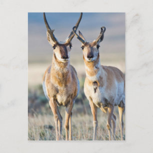 Wyoming, Sublette County, Pronghorn Bucks Postkarte