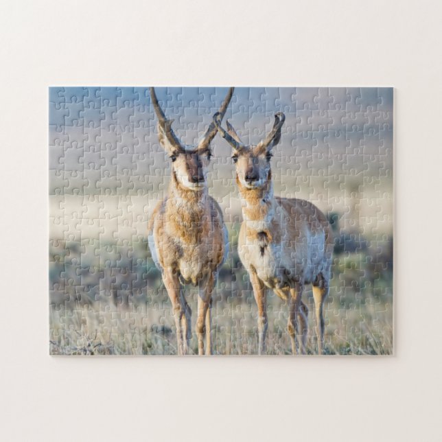 Wyoming, Sublette County, Pronghorn Bucks Puzzle (Horizontal)