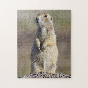 Wyoming, Sublette County, Weißschwanz-Präriehund Puzzle
