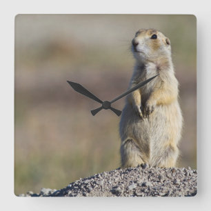 Wyoming, Sublette County, White-tailed Prairie Quadratische Wanduhr
