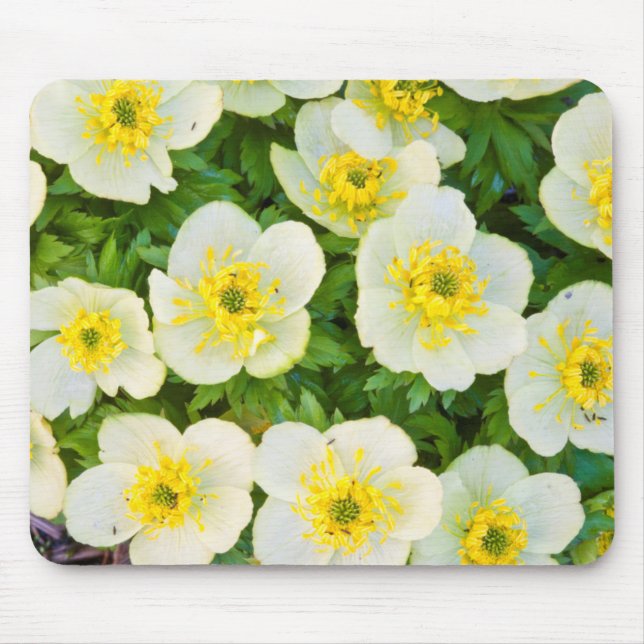 Wyoming, Sublette-Landkreis, Nahe Gruppenbildung Mousepad (Vorne)