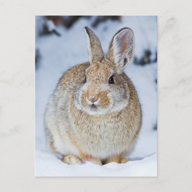 Wyoming, Sublette Landkreis, Nuttall's Cottontail Postkarte (Vorderseite)