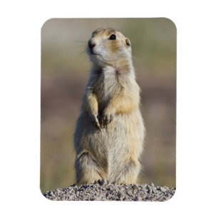 Wyoming, Sublette-Landkreis, Weißschwanz-Prärie Magnet