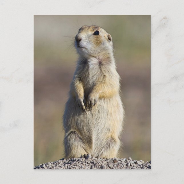 Wyoming, Sublette-Landkreis, Weißschwanz-Prärie Postkarte (Vorderseite)